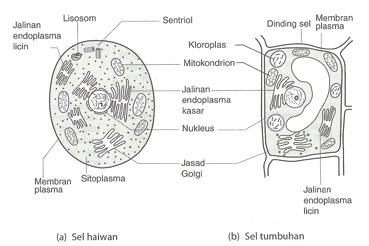 Endoplasma Struktur dan