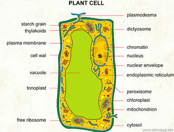 Plant Cell 3