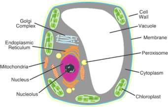 Plant Cell 1