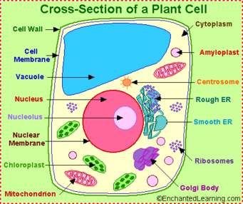 Plant Cell 2